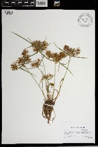 Cyperus odoratus image