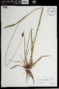 Alopecurus arundinaceus image