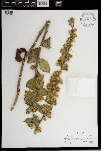 Prenanthes aspera image