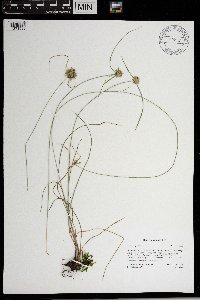 Cyperus lupulinus image