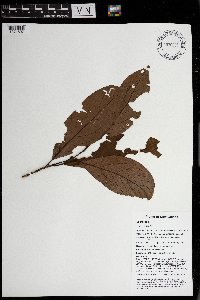 Litsea elliptica image