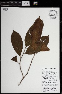 Horsfieldia spicata image