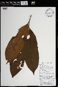 Horsfieldia spicata image