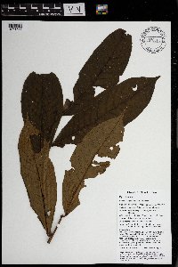 Horsfieldia spicata image