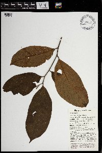 Horsfieldia spicata image