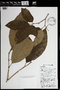 Tabernaemontana pandacaqui image