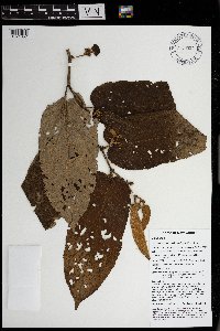 Trichospermum pleiostigma image