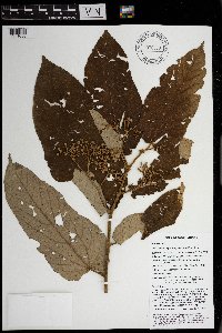 Trichospermum pleiostigma image