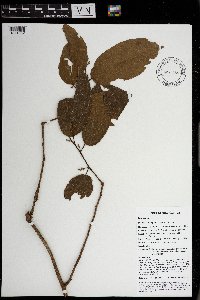 Microcos tetrasperma image