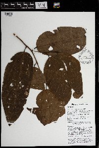 Microcos tetrasperma image