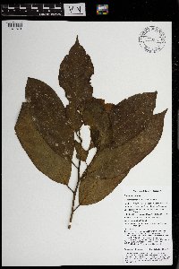 Thumbnail image of current specimen