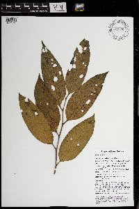 Thumbnail image of current specimen