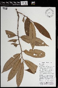 Myristica filipes image