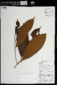 Palaquium morobense image
