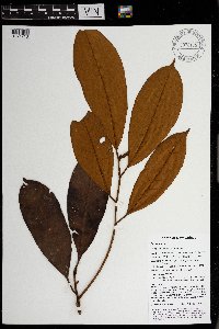 Palaquium morobense image