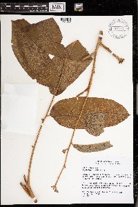 Aglaia lepiorrhachis image