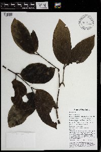 Sterculia ampla image
