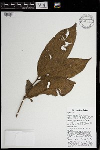 Syzygium flavescens image