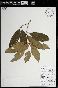 Syzygium flavescens image