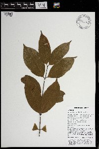 Syzygium flavescens image
