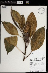 Media resource of Ficus augusta