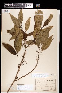 Image of Miconia borinquensis