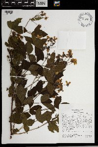 Rubus groutianus image