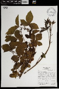 Rubus groutianus image