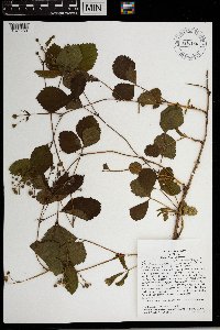Rubus groutianus image