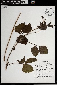 Rubus groutianus image