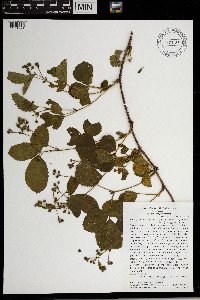 Rubus groutianus image