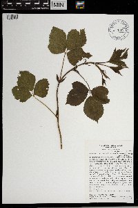Rubus groutianus image
