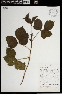 Rubus groutianus image