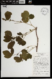 Rubus groutianus image
