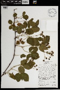 Rubus groutianus image