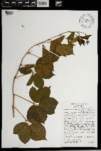 Rubus groutianus image