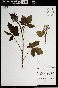 Rubus regionalis image