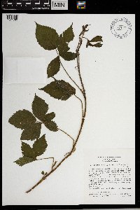 Rubus regionalis image