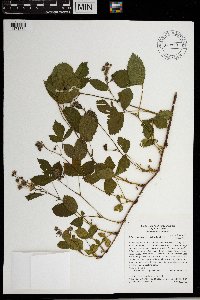 Rubus regionalis image