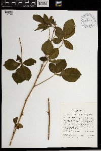 Rubus wheeleri image
