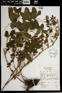 Rubus wheeleri image