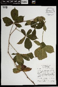 Rubus wheeleri image