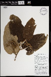 Trichospermum pleiostigma image
