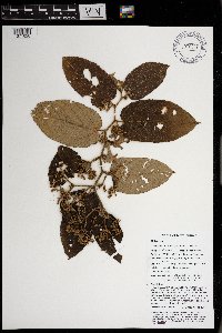 Trichospermum pleiostigma image