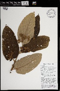 Trichospermum pleiostigma image