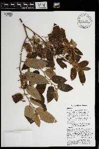 Trichospermum pleiostigma image