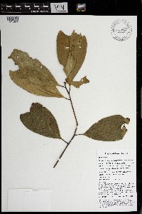 Thumbnail image of current specimen