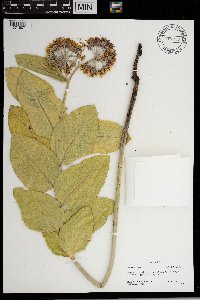 Asclepias speciosa image