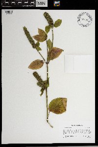 Agastache nepetoides image