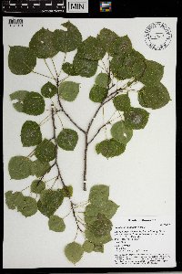 Populus tremuloides image